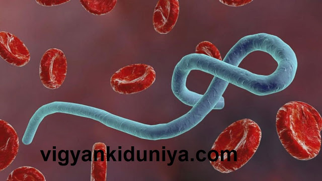 इबोला वायरस (Ebola virus)