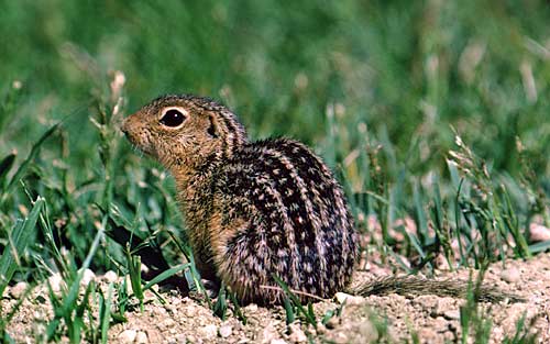 A View from the Edge: Part Four: Battle of the Chipmunks Ground Squirrels
