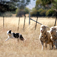sheep dog tourism travel 