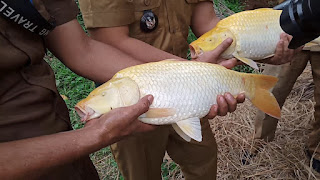 klasifikasi dan morfologi ikan mas