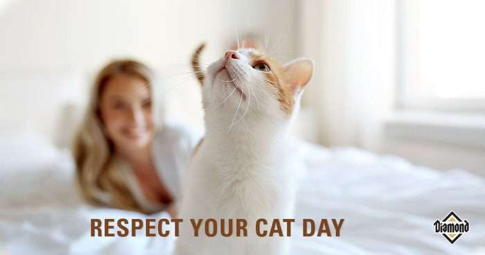 Respect Your Cat Day Wishes for Instagram