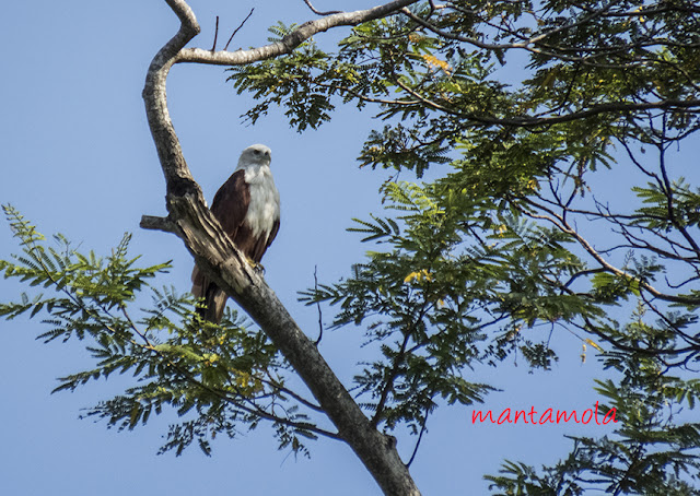 Brahminy Kite (Haliastur indus)