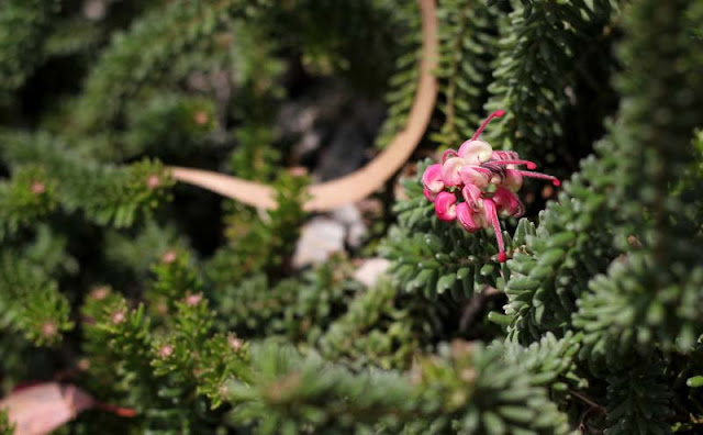 Grevillea Lanigera Flowers