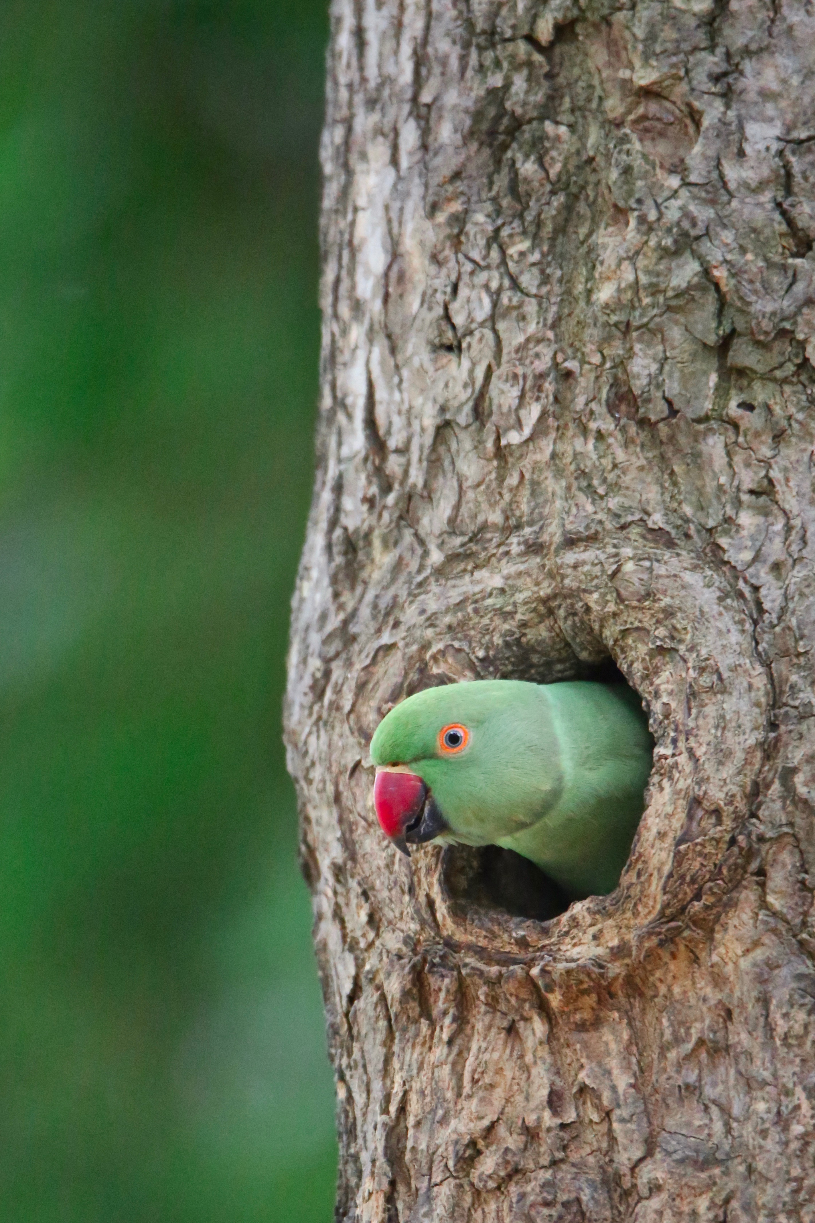 A Female Rose Ringed Parakeet Looks Around Before Entering Its Nest Stock  Photo - Download Image Now - iStock