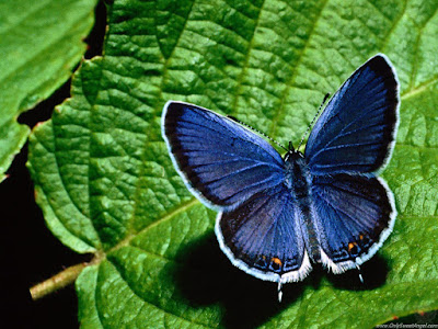 beautiful_butterflies_wallpaper_OnlySweetAngel.com