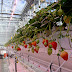 Grodan and Fluence LED Develop New Concept for Year-Round Strawberry Cultivation