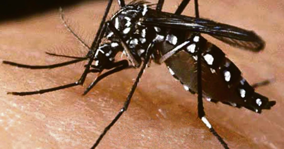 Contoh Contoh Karangan Sekolah Menengah Nyamuk Aedes Dan Huraikan Langkah Langkah Yang Dapat Kita Ambil Untuk Mencegah Demam Denggi