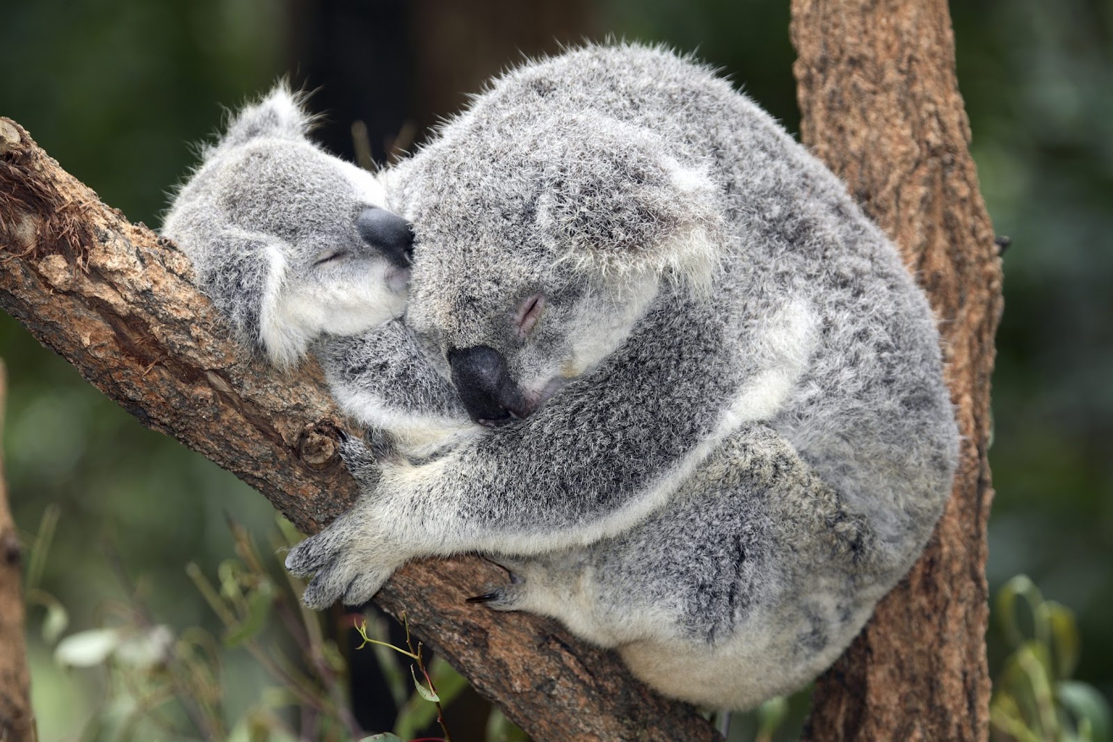 Download anywallpapers here: Cute Koala Bear HD Wallpapers