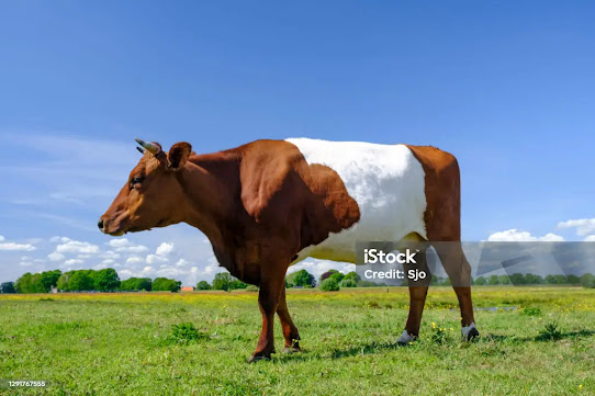 cutest cow breeds