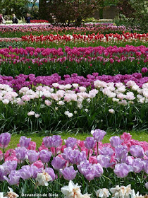 Flores e tulipas na Holanda - Keukenhof