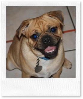 angus
