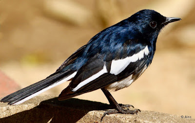 "Oriental Magpie-Robin - Copsychus saularis,perched on a concrete block,as can be seen the male has black upperparts, head and throat apart from a white shoulder patch."