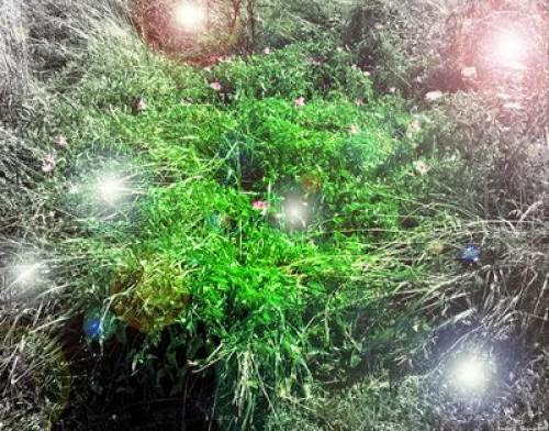 Oracle Message From The Fairies 12709