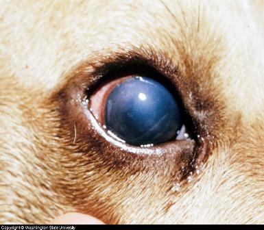 Dog Eye Ailments3