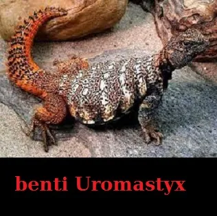 ماذا يأكل الضب,اكل الضب,الاسم العلمي للضب.ضب اسمة العلمي  (Uromastyx),ما هو التصنيف العلمي للضب,انواع  الضبان ,ضب مصري ,ضب بنتي الاسم العلمي هو benti Uromastyx ,ضب ocellatus Uromastyx,ضب phiibyi Uromastyx ,ضب thomasi Uromastyx ,مواصفات جسم او جسد اي ضب,طريقة صيد الضب.,صيد الضب بالماء,صيد الضب بالحبال,صيد الضب بالقنص,اكل الضب,فوائد اكل لحم الضب,حكم اكل لحم الضب,حديث الرسول صل الله عليه وسلم عن اكل الضب,كم عمر الضب؟,بيض الضب,فوائد بيض الضب,