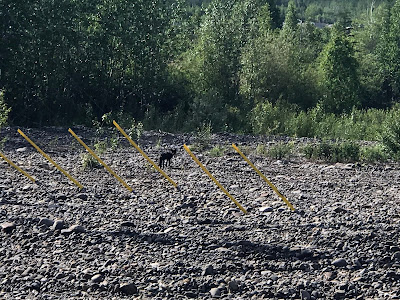 A cute friendly black fox in the Yukon