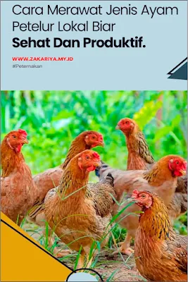 Cara Merawat Jenis Ayam Petelur Lokal Biar Sehat Dan Produktif
