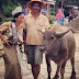 Miss Indonesia Universe 2013 poses with a farmer and his buffalo