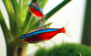 Cardinal Tetra Fish Pictures