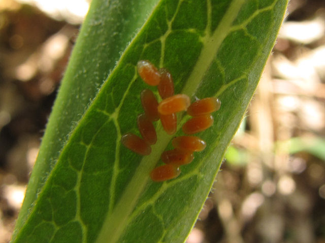 orange eggs