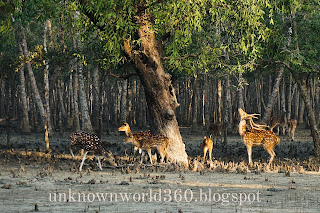 Sundarban