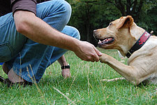 exercício de contato com cães