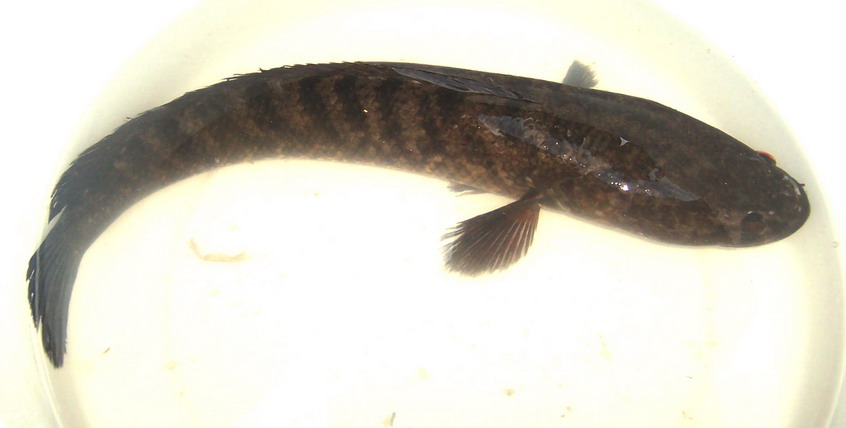 The Beauty of Underwater Snakehead Gabus  Hias