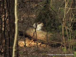 Gray Squirrel