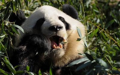  animal, asia, asian, bamboo, bear, big, black, chengdu, china, chinese, color, cute, east, eating, endanger, endangered, fat, forest, fur, giant, grass, habitat, hungry, jungle, mammals, nature, orient, oriental, panda, park, rare, reserve, sichuan, special, species, tourism, tourist, travel, tree, tropical, walk, white, whole, wild, wilderness, wildlife, wolong, woods, zoo, zoology