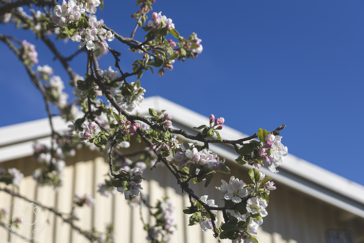 Oravankesäpesä siirtolapuutarha omenapuu omenapuun kukinta Malus domestica.