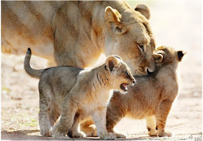 lion family