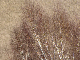 white birch trees