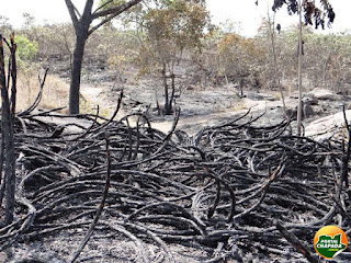 5 focos de incêndio simultâneos no Parque Nacional da Chapada Diamantina