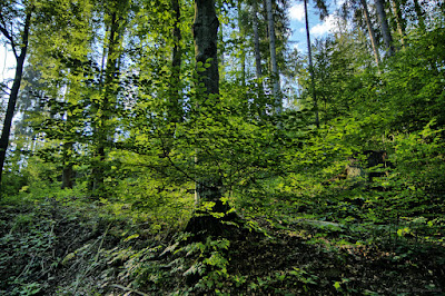 Hiking Loop around Złatna - Blue Route