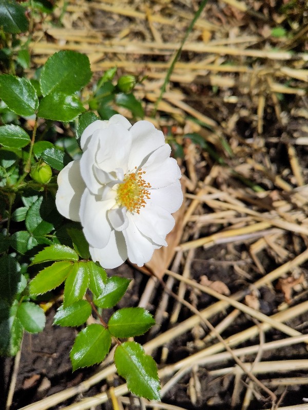 eine weiße Blüte der Rose Innocencia