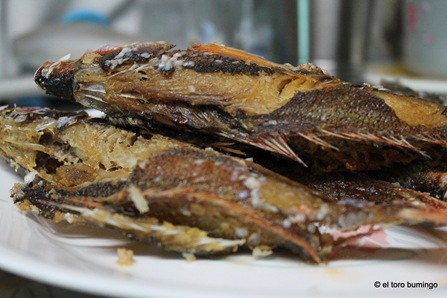 tilapia