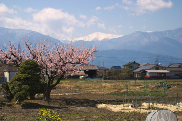 山梨の春