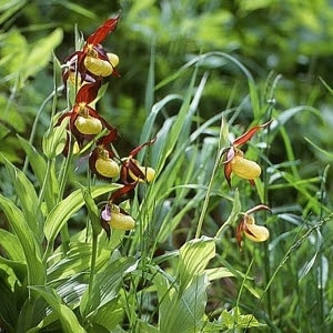 Tipos de Orquídeas Silvestres