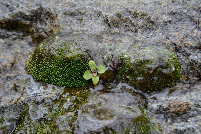 moss and something leafy on the glistening granite