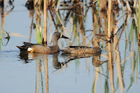 Blue-winged teal pair, Leon ProvencherMarsh, QC - May 2012, by Cephas