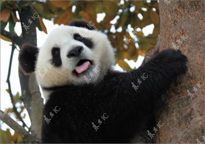 Pandas Enjoy Winter in China Seen On www.coolpicturegallery.us