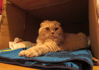 Scottish Fold roux