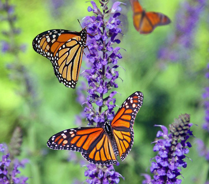 Monarch butterflies on purple flowers