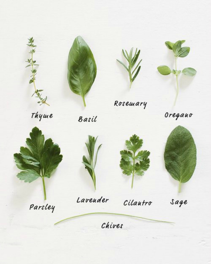 organized leaves / Tumblr blog inspirations 