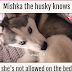 Husky Knows She's Not Allowed on the Bed - Video