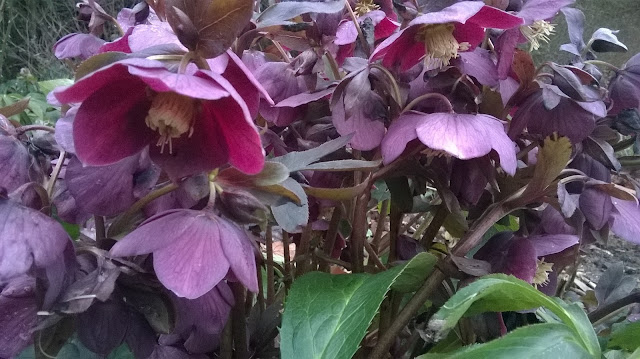 Hellebores produce seedlings which can be potted on-life between the flowers best gardening sites on the web