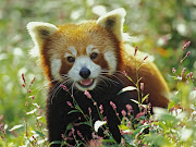 Firefox Red Panda computer background photos. Posted by Cellphone wallpaper . (firefox red panda computer background photos)