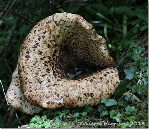 18-dryads-saddle