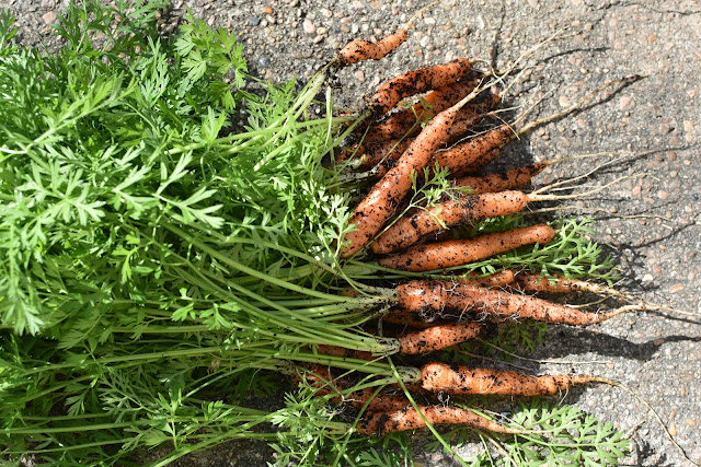 Harvesting Carrots