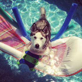 adorable dog pictures, husky dog playing in pool